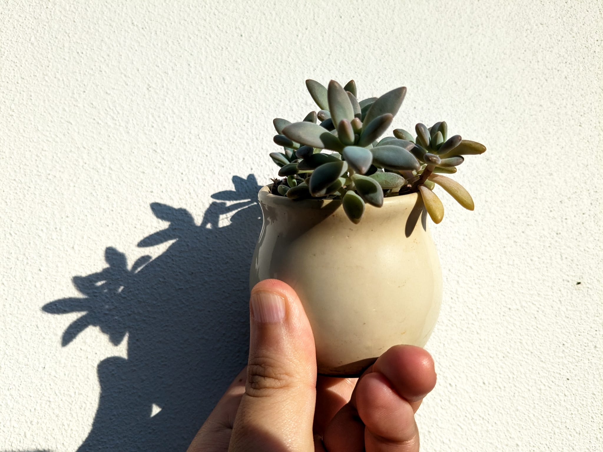 Close up of a hand holding a small beige pot containing a succulent plant against a white background in bright sunlight